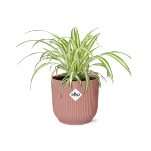 Chlorophytum Comosum Variegatum in ELHO Vibes Fold 14cm rose