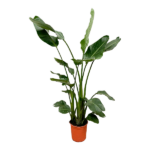 Strelitzia Nicolai - 160 cm - ø24 – Image 2