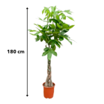 Pachira Aquatica - 160cm - ø27 – Image 5