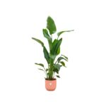 Offre combinée - Strelitzia Nicolai avec elho Vibes Fold Round rose Ø30 - 160 cm