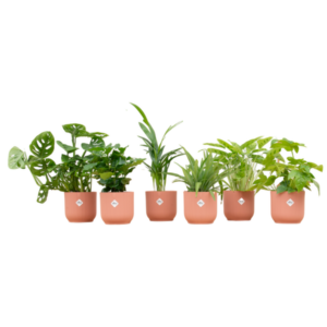 Boîte surprise - 6 plantes avec elho Vibes Fold Round Ø14 rose