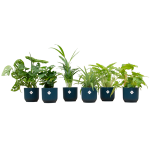 Boîte surprise - 6 plantes avec elho Vibes Fold Round Ø14 bleu