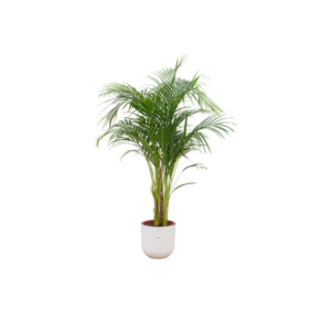 Offre combinée - Areca palmier y compris elho Jazz Round blanc Ø26 - 140 cm