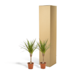 2x Dracaena - ↨60cm - Ø14cm – Image 5