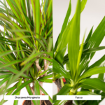 Dracaena - ↨120cm - Ø21cm + Yucca - ↨100cm - Ø21cm – Image 3