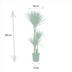 Dracaena - ↨120cm - Ø21cm + Dracaena - 70cm - Ø17cm – Image 5