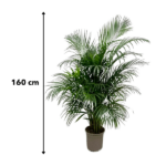 Dypsis Lutescens (Areca palmier) 160 cm - ø24 – Image 5