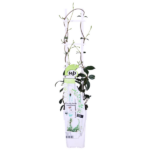 Trachelospermum 'Star of Venice' - Jasmin de Toscane Blanc – Image 6