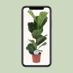 Ficus Lyrata - Ø17cm - ↕60cm – Image 4