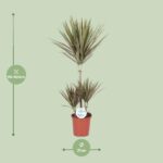 Dracaena Bicolor - Ø21cm - ↕95cm – Image 2