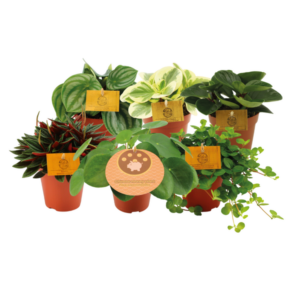 Peperomia petites tailles - 6 pièces - Ø12cm - ↕20cm