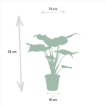 Alocasia Zebrina - Ø19cm - ↕75cm + Alocasia Cucullata - Ø19cm - ↕60cm + Alocasia Lauterbachiana - Ø19cm - ↕75cm – Image 4