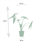 Alocasia Zebrina - Ø19cm - ↕75cm + Alocasia Cucullata - Ø19cm - ↕60cm + Alocasia Lauterbachiana - Ø19cm - ↕75cm – Image 6