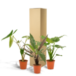 Alocasia Zebrina - Ø19cm - ↕75cm + Alocasia Cucullata - Ø19cm - ↕60cm + Alocasia Lauterbachiana - Ø19cm - ↕75cm – Image 7