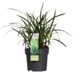 3x - Carex morrowii 'Irish Green' - ↨30cm - Ø14 – Image 6