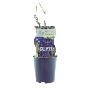 Vitis Boskoop Glory (Raisin bleu) - Ø12 cm - ↕30 cm