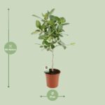 Ficus Benghalensis Petite Audrey - Ø21cm - ↕75cm – Image 2