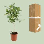 Ficus Benghalensis Petite Audrey - Ø21cm - ↕75cm – Image 3