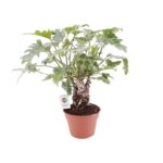 Philodendron Xanadu Sur Tronc - Ø17cm - ↕40cm