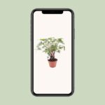 Philodendron Xanadu Sur Tronc - Ø17cm - ↕40cm – Image 4