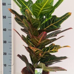 Codiaeum Excellent - Ø19cm - ↕65cm