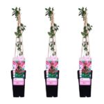 3x - Lonicera periclymenum 'Serotina' - ↨65cm - Ø15