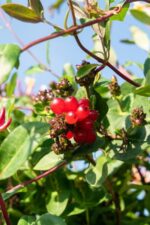 3x - Lonicera periclymenum 'Serotina' - ↨65cm - Ø15 – Image 2