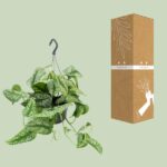 Scindapsus Pictus Trebie - Ø15cm - ↕25cm – Image 3