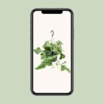 Scindapsus Pictus Trebie - Ø15cm - ↕25cm – Image 4