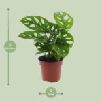 Monstera Monkey Leaf (Plante à trous) - Ø12cm - ↕30cm – Image 2