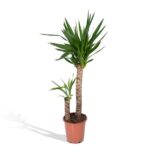 Yucca Elephantipes - Ø21 - ↨100cm
