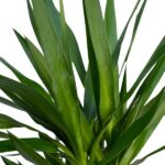 Yucca Elephantipes - Ø21 - ↨100cm – Image 3