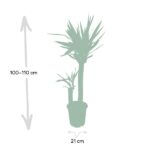 Yucca Elephantipes - Ø21 - ↨100cm – Image 4