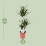 Dracaena Marginata - Ø21 - ↨115cm – Image 2