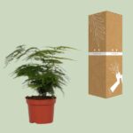 Asparagus Setaceus - Ø12 - ↨35cm – Image 3