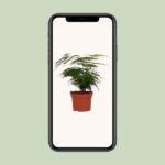 Asparagus Setaceus - Ø12 - ↨35cm – Image 4