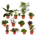 Boîte de plantes dépareillées - Ø12cm - 12x