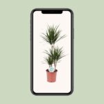 Dracaena Marginata - Ø21 - ↨115cm – Image 4