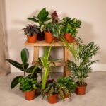 Boîte de plantes dépareillées - Ø12cm - 12x – Image 3