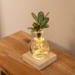 Calathea in Samoa verre avec éclairage LED - Ø12cm - ↕10cm – Image 2