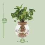 Syngonium Pixie - Ø12cm - ↕30cm – Image 2