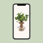 Syngonium Pixie - Ø12cm - ↕30cm – Image 4