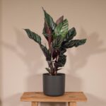 Calathea Ornata - Ø14 - ↨50cm – Image 2