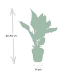 Calathea Ornata - Ø14 - ↨50cm – Image 4