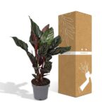 Calathea Ornata - Ø14 - ↨50cm – Image 5