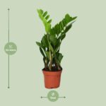 Zamioculcas Zamiifolia - Ø12cm - ↕40cm – Image 2