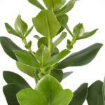 Clusia Rosea Princess - Ø17cm - ↕60cm – Image 3