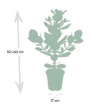 Clusia Rosea Princess - Ø17cm - ↕60cm – Image 4