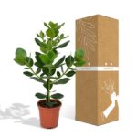 Clusia Rosea Princess - Ø17cm - ↕60cm – Image 5