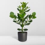 Clusia Rosea Princess - Ø17cm - ↕60cm – Image 8